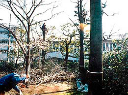 造園工事の画像